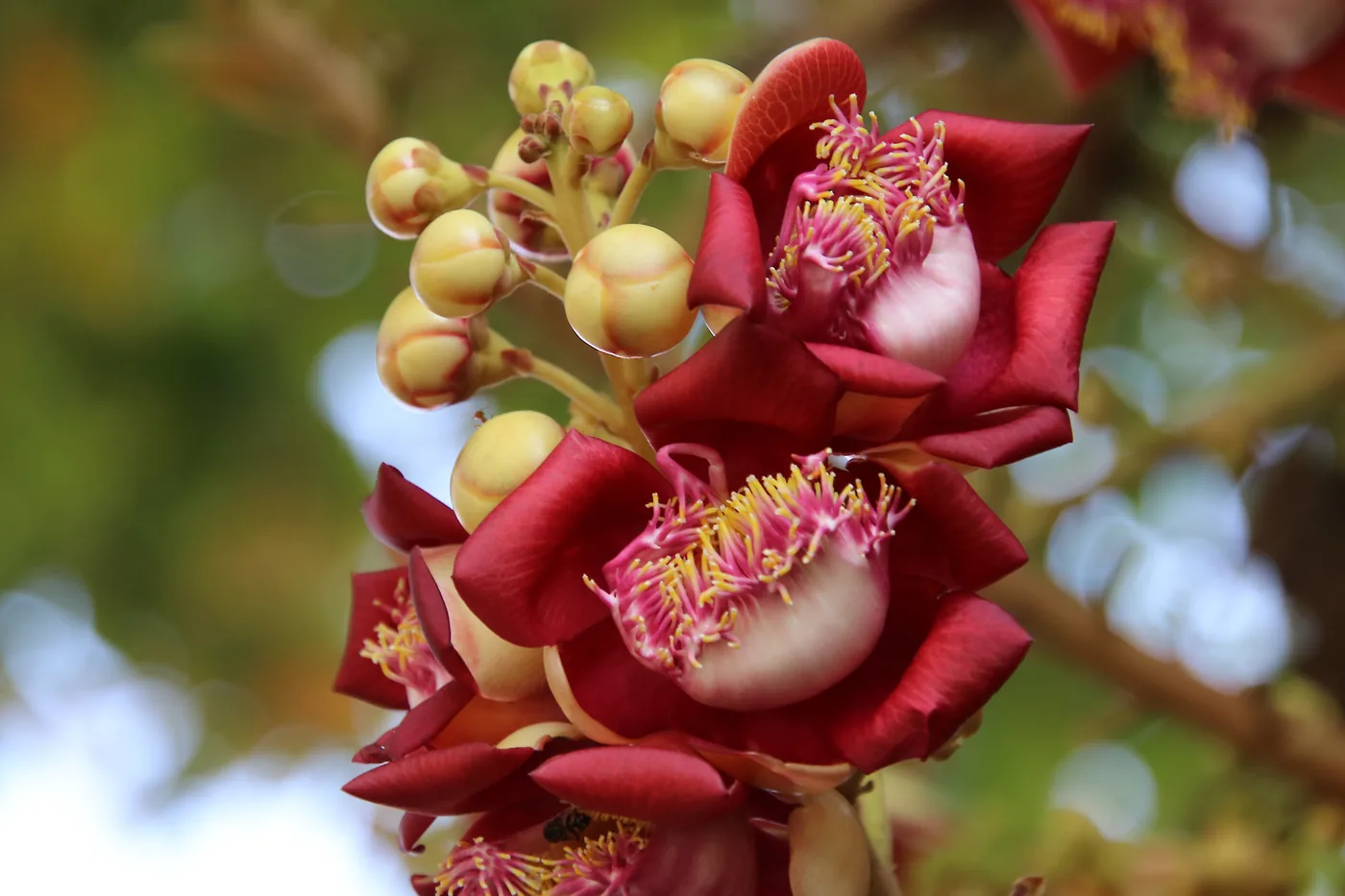Nag Lingam Champa flower — Couroupita guianensis — the sacred cannonball tree of South India
