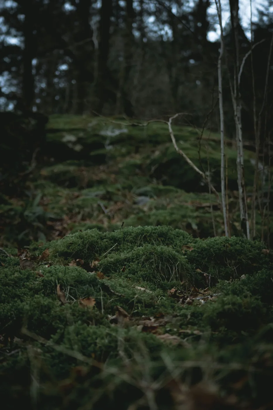 Dark moody forest — classic chypre fougère room fresheners